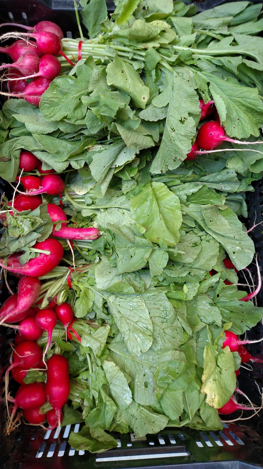 IMG_20180905_170416308-radishes